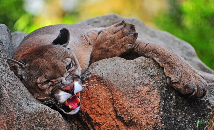 big cats, Jaguars, Animals, Cougars HD Wallpaper Desktop Background