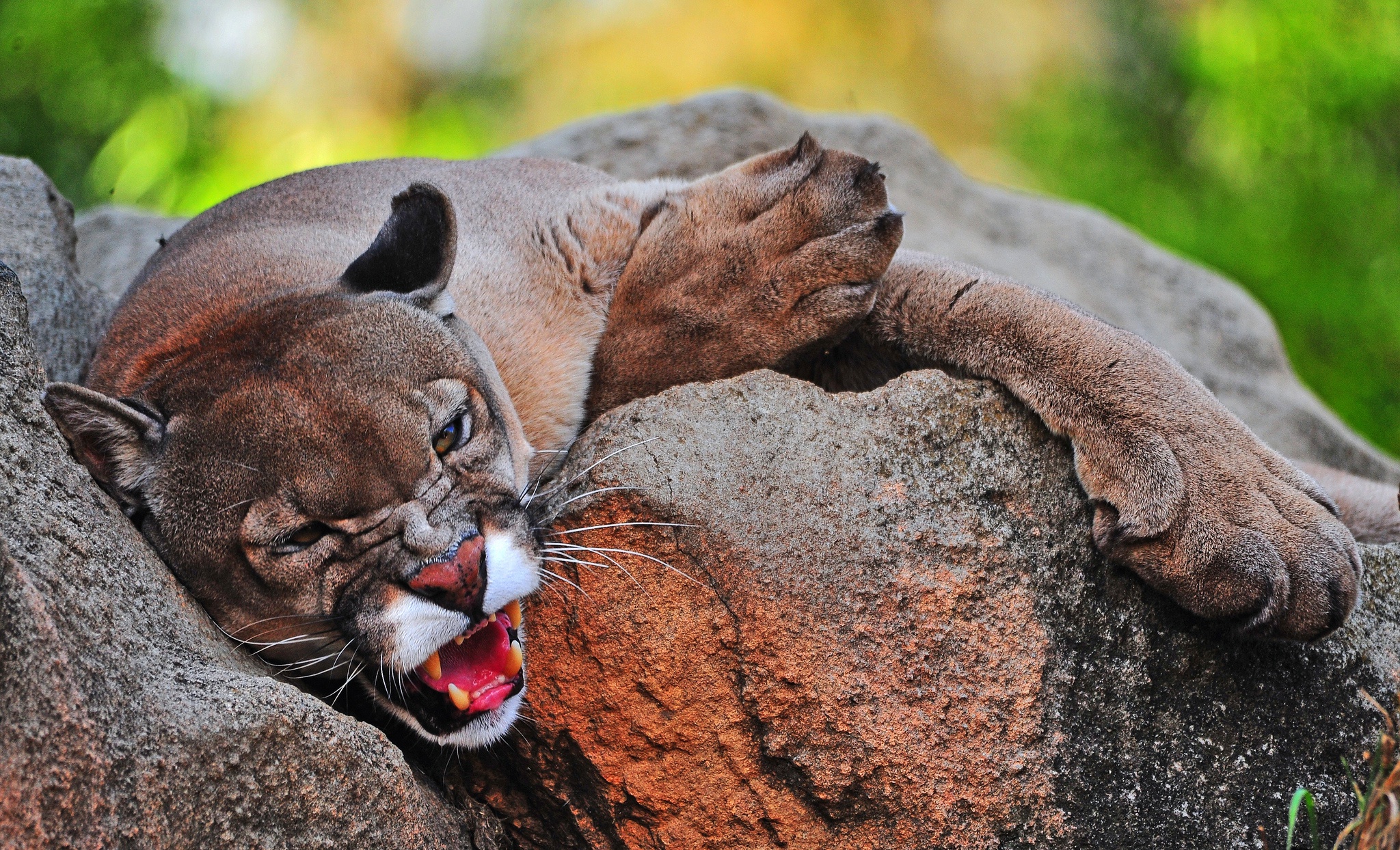 big cats, Jaguars, Animals, Cougars Wallpaper