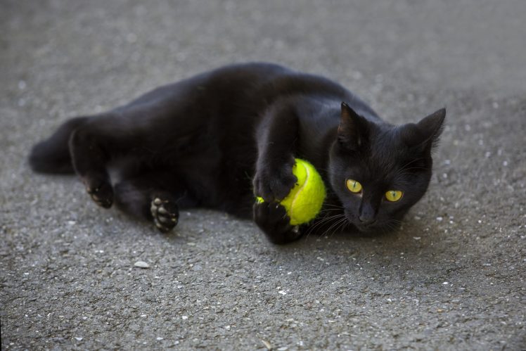 balls, Tennis balls, Cat, Black cats, Animals, Yellow eyes HD Wallpaper Desktop Background