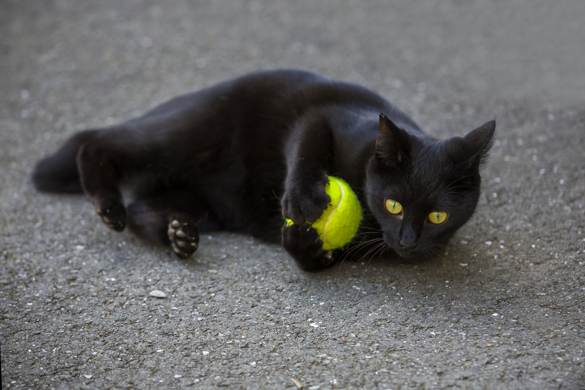 balls, Tennis balls, Cat, Black cats, Animals, Yellow eyes Wallpaper