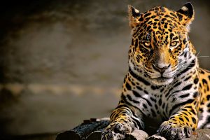 leopard, Leopard (animal), Animals, Big cats, Jaguars