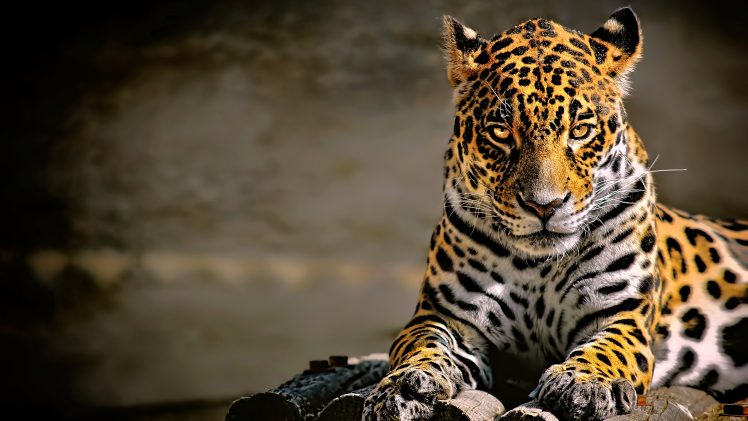 leopard, Leopard (animal), Animals, Big cats, Jaguars HD Wallpaper Desktop Background