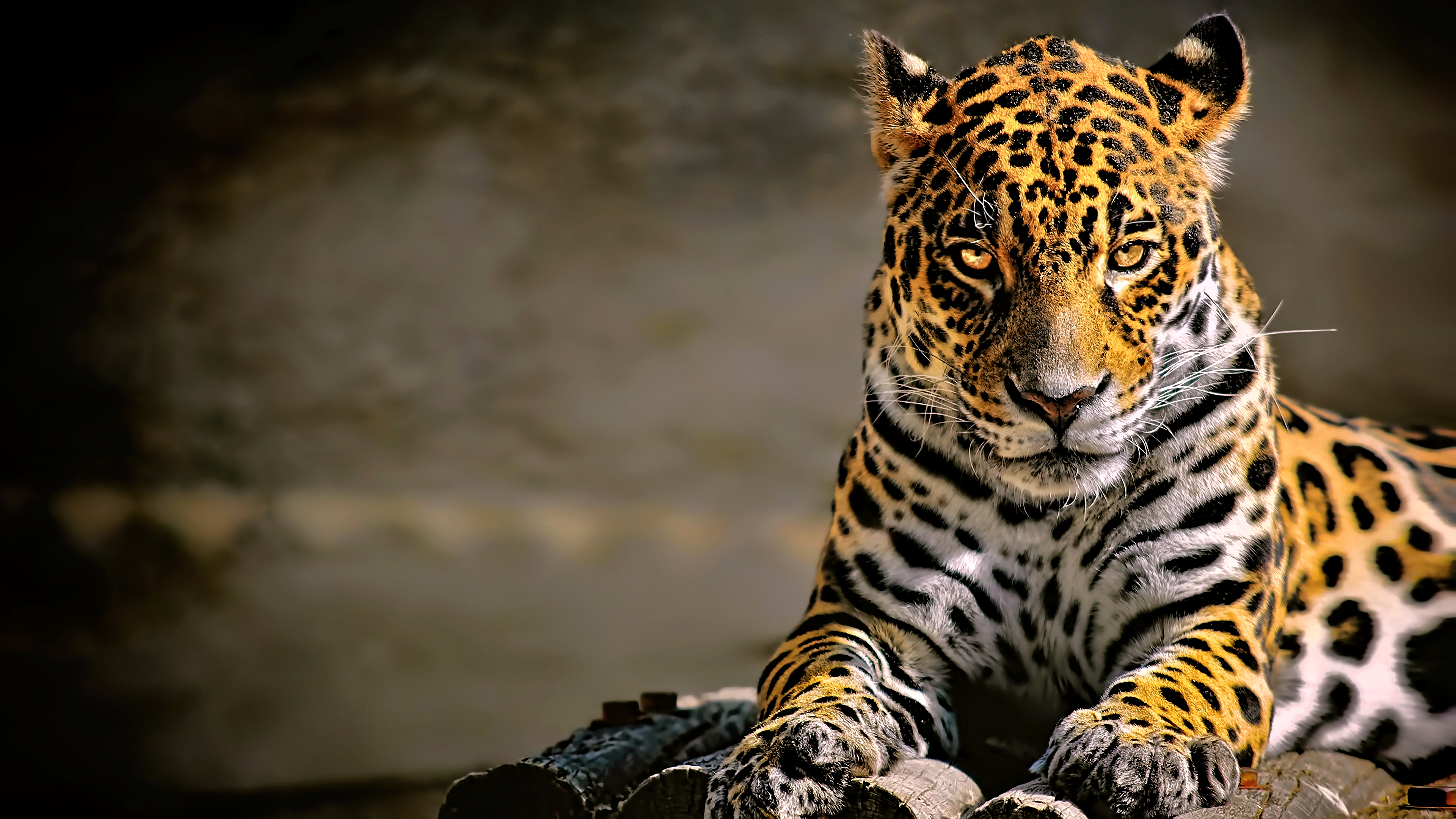 leopard, Leopard (animal), Animals, Big cats, Jaguars Wallpaper