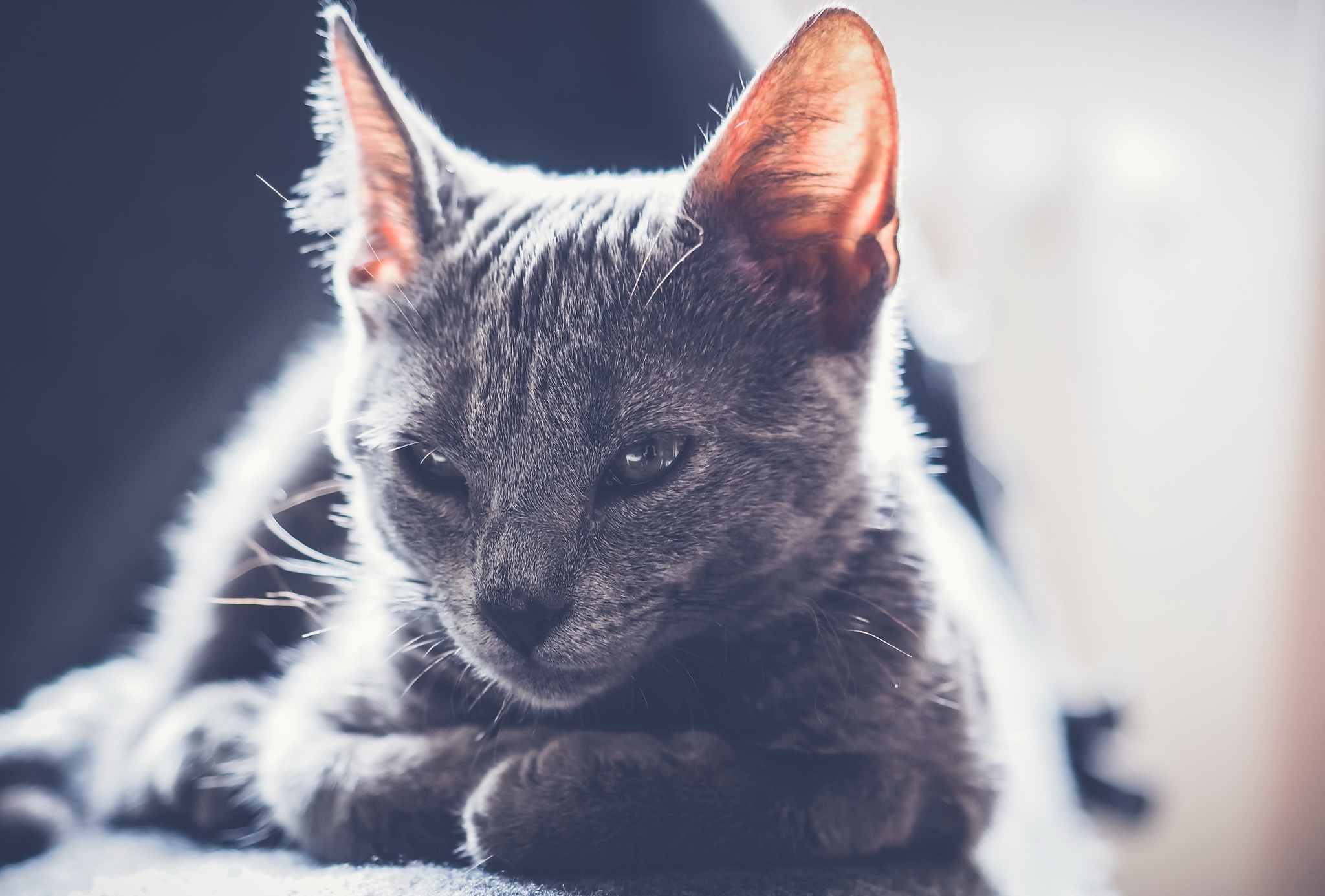 cat, Mammals, Animals Wallpaper