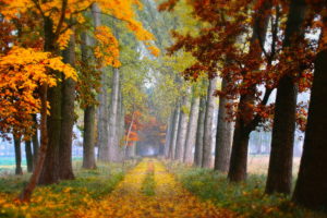 fall, Leaves, Trees