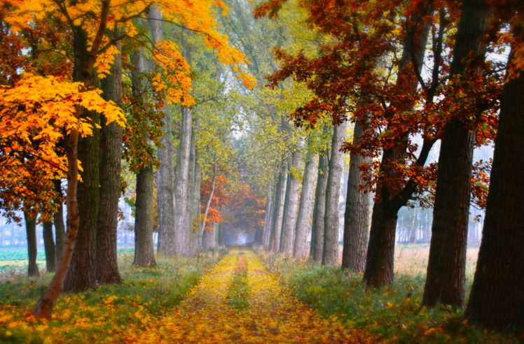 fall, Leaves, Trees HD Wallpaper Desktop Background
