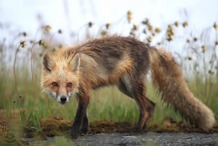 fox, Nature, Animals HD Wallpaper Desktop Background