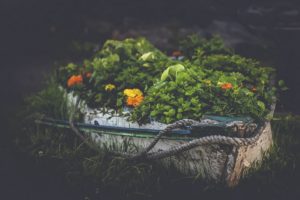 plants, Boat