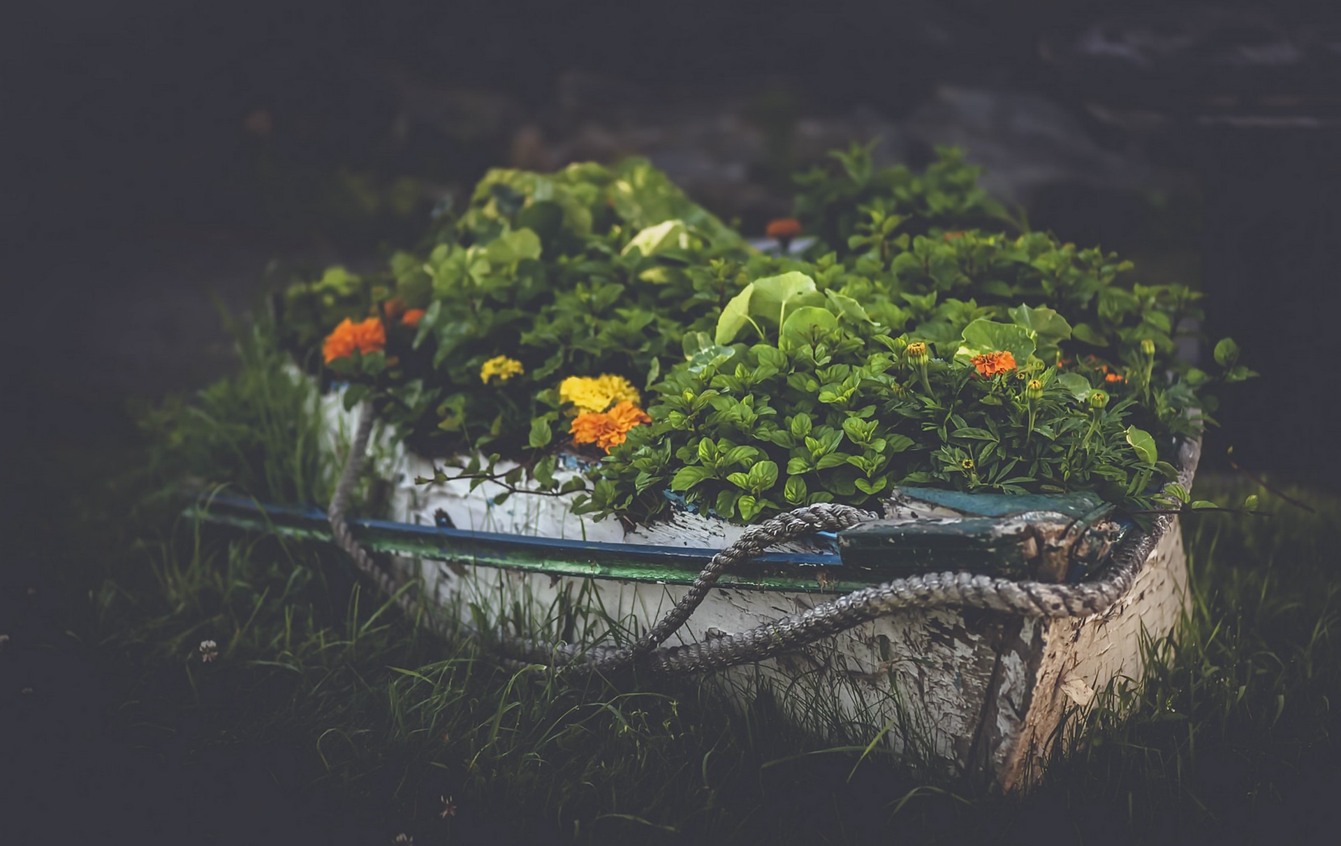 plants, Boat Wallpaper