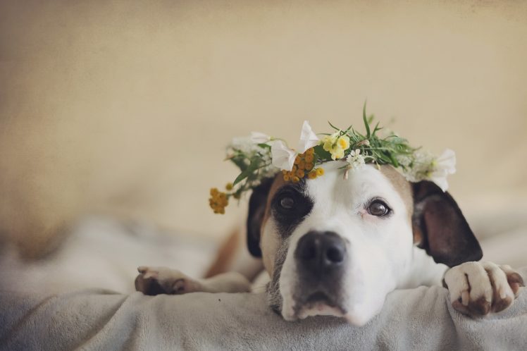 flowers, Dog, Animals HD Wallpaper Desktop Background