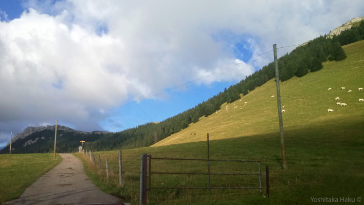 landscape, Switzerland, Mountains, Forest, Cow HD Wallpaper Desktop Background