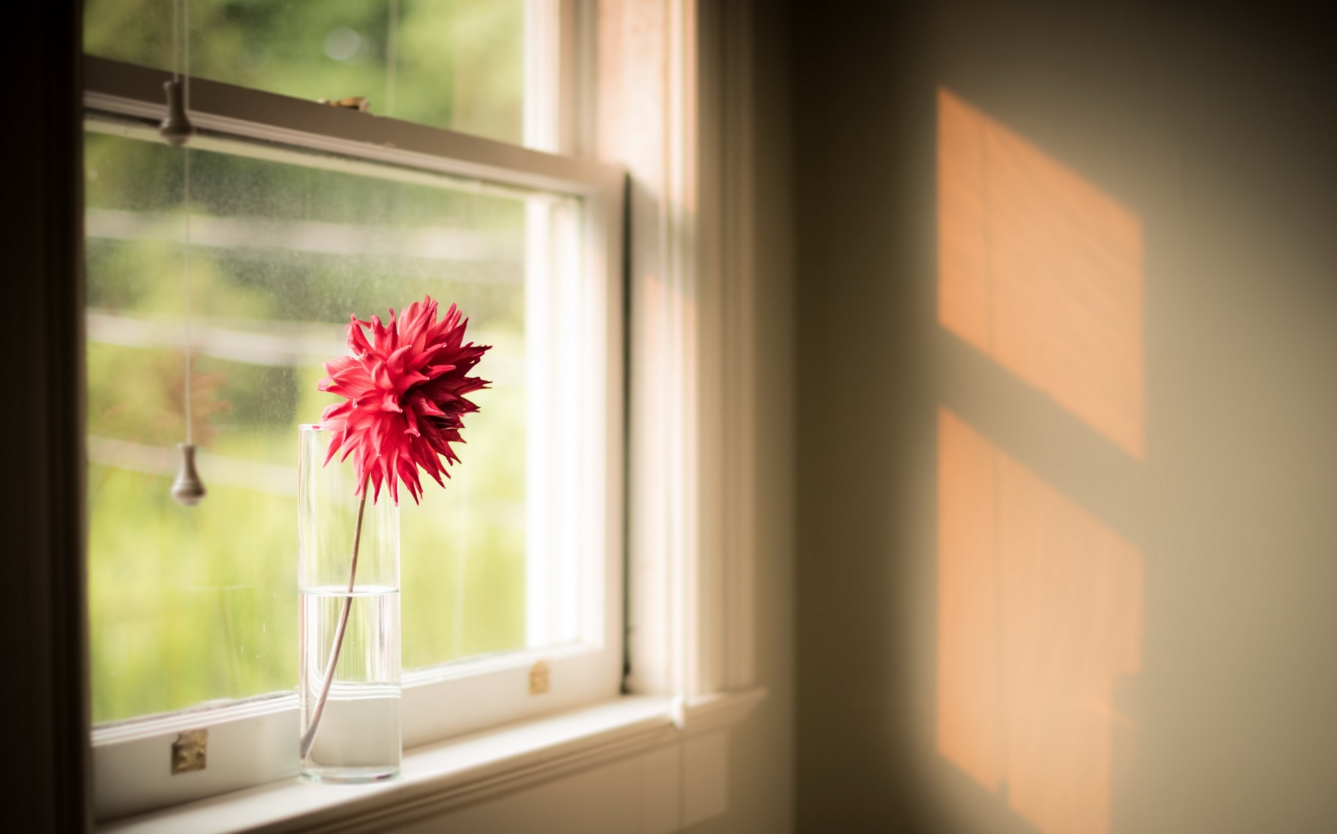 window, Red flowers, Flowers Wallpaper