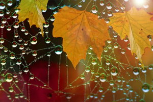 water drops, Leaves, Nature, Macro, Spiderwebs