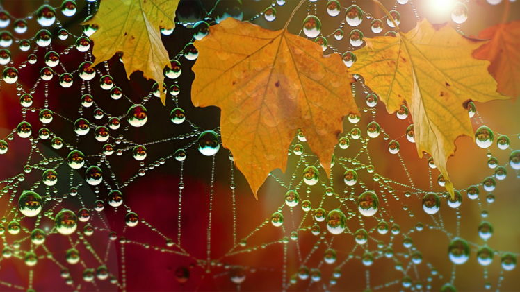 water drops, Leaves, Nature, Macro, Spiderwebs HD Wallpaper Desktop Background
