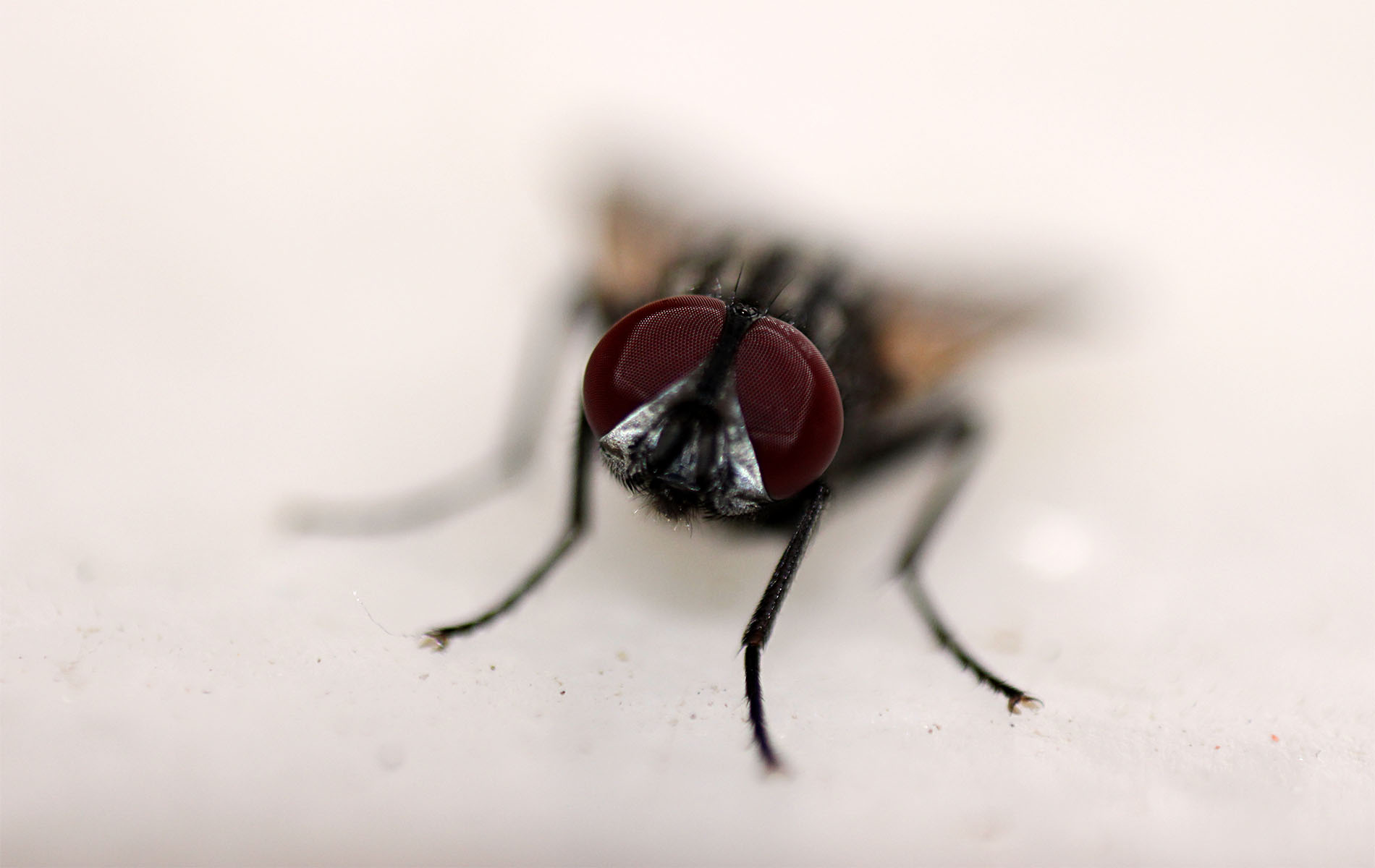 insect, Macro, Reverse  lens Wallpaper