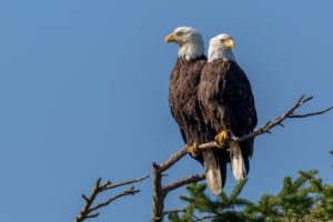 couple, Birds, Vancouver Island, Eagle, Animals, Bald eagle