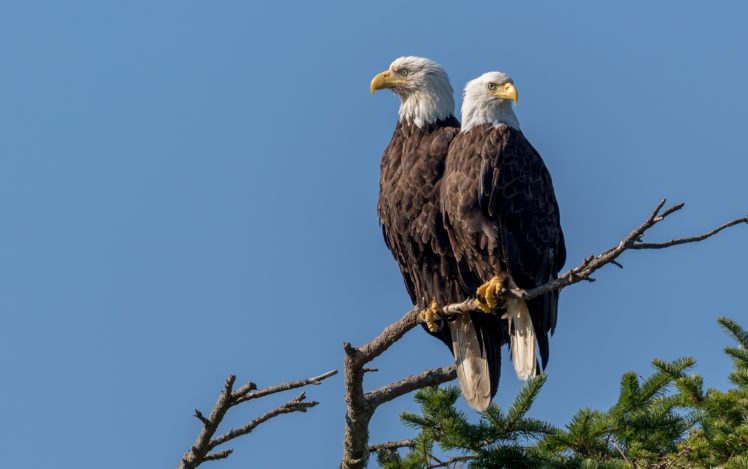 couple, Birds, Vancouver Island, Eagle, Animals, Bald eagle HD Wallpaper Desktop Background