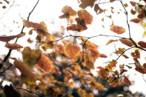 bokeh, Blurred, Plants, Leaves