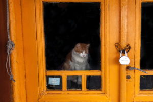 cat, Orange, Door, Animals