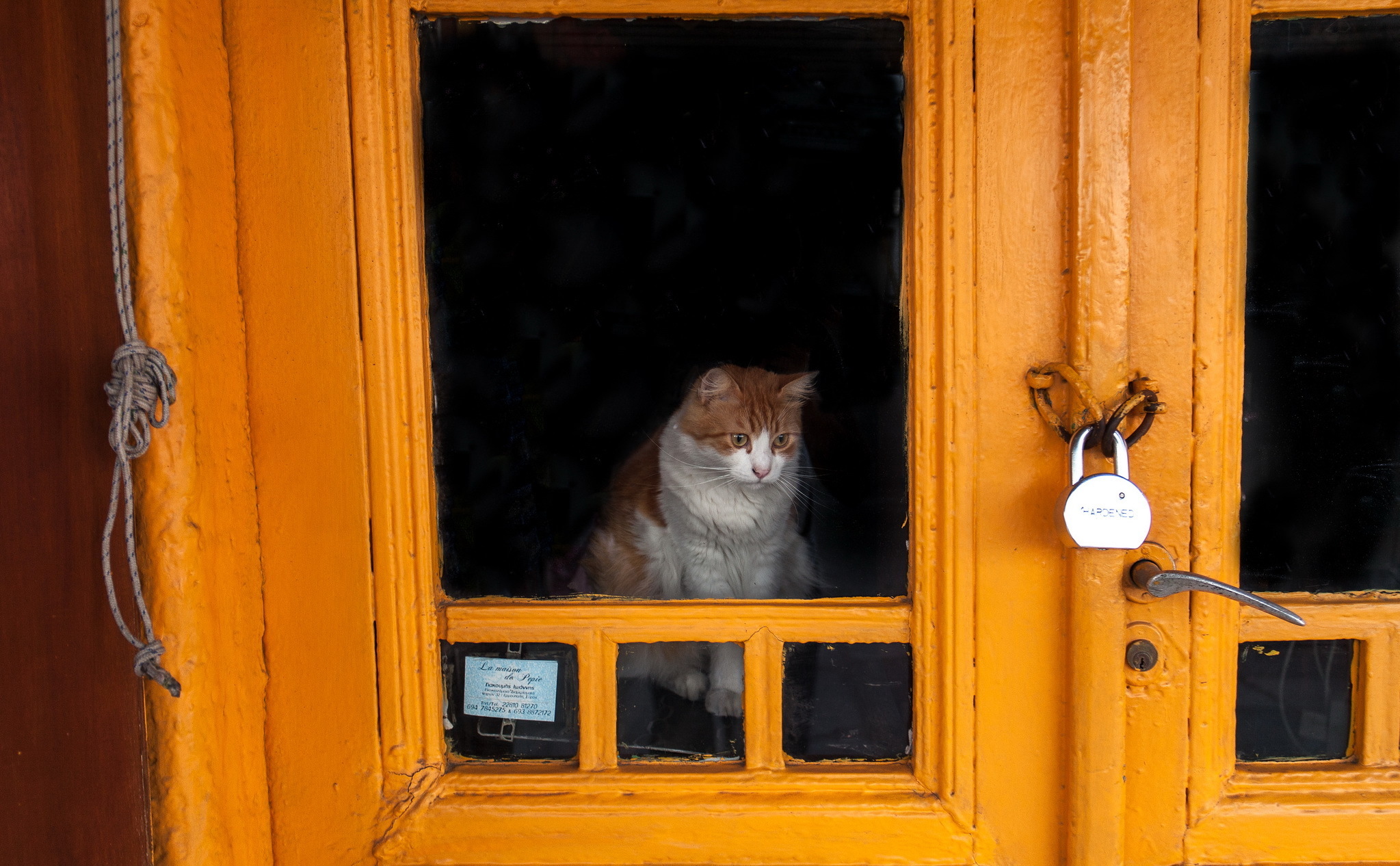 cat, Orange, Door, Animals Wallpaper