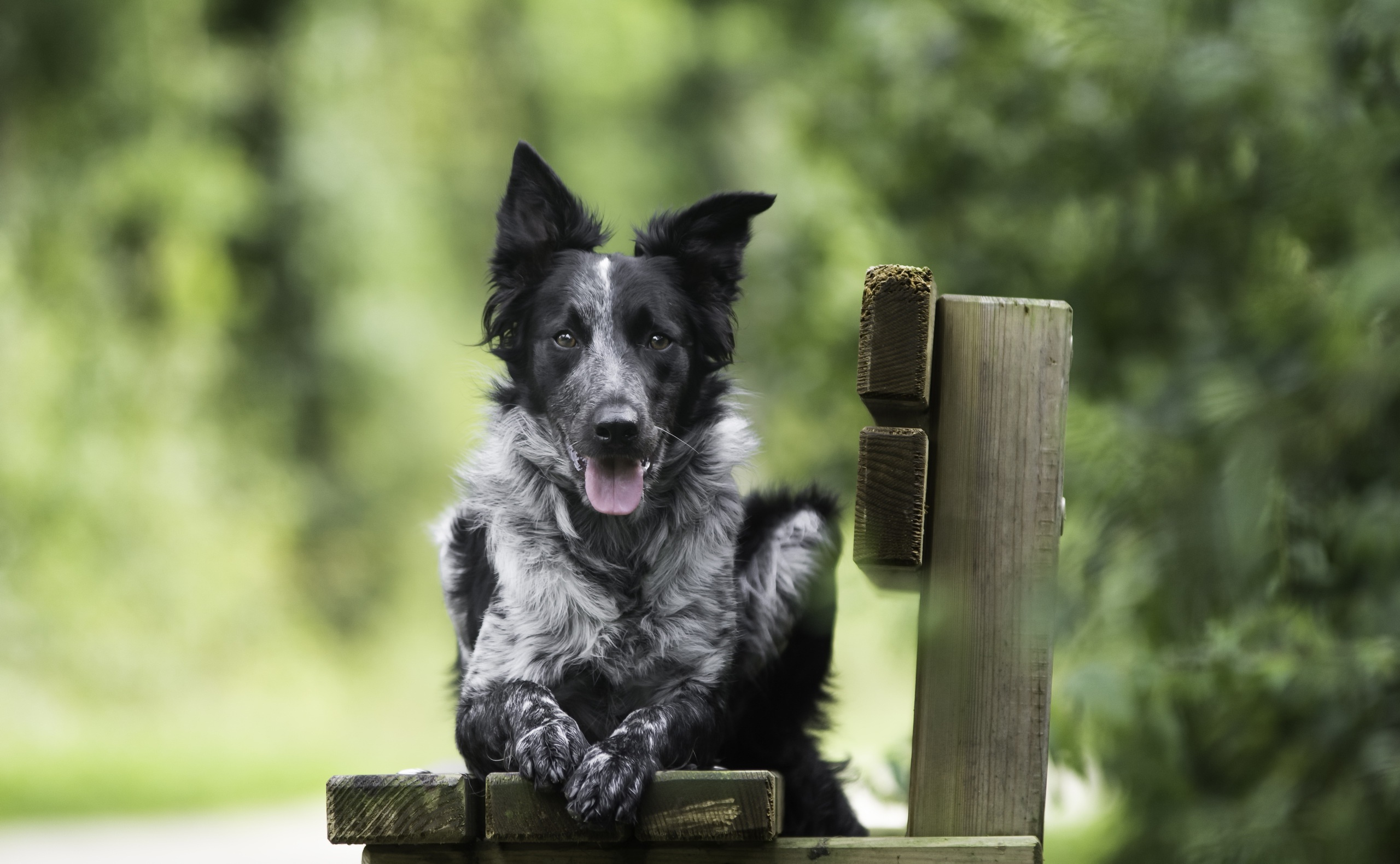 bench, Animals, Dog Wallpaper