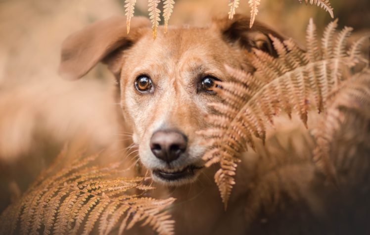 animals, Plants, Dog HD Wallpaper Desktop Background