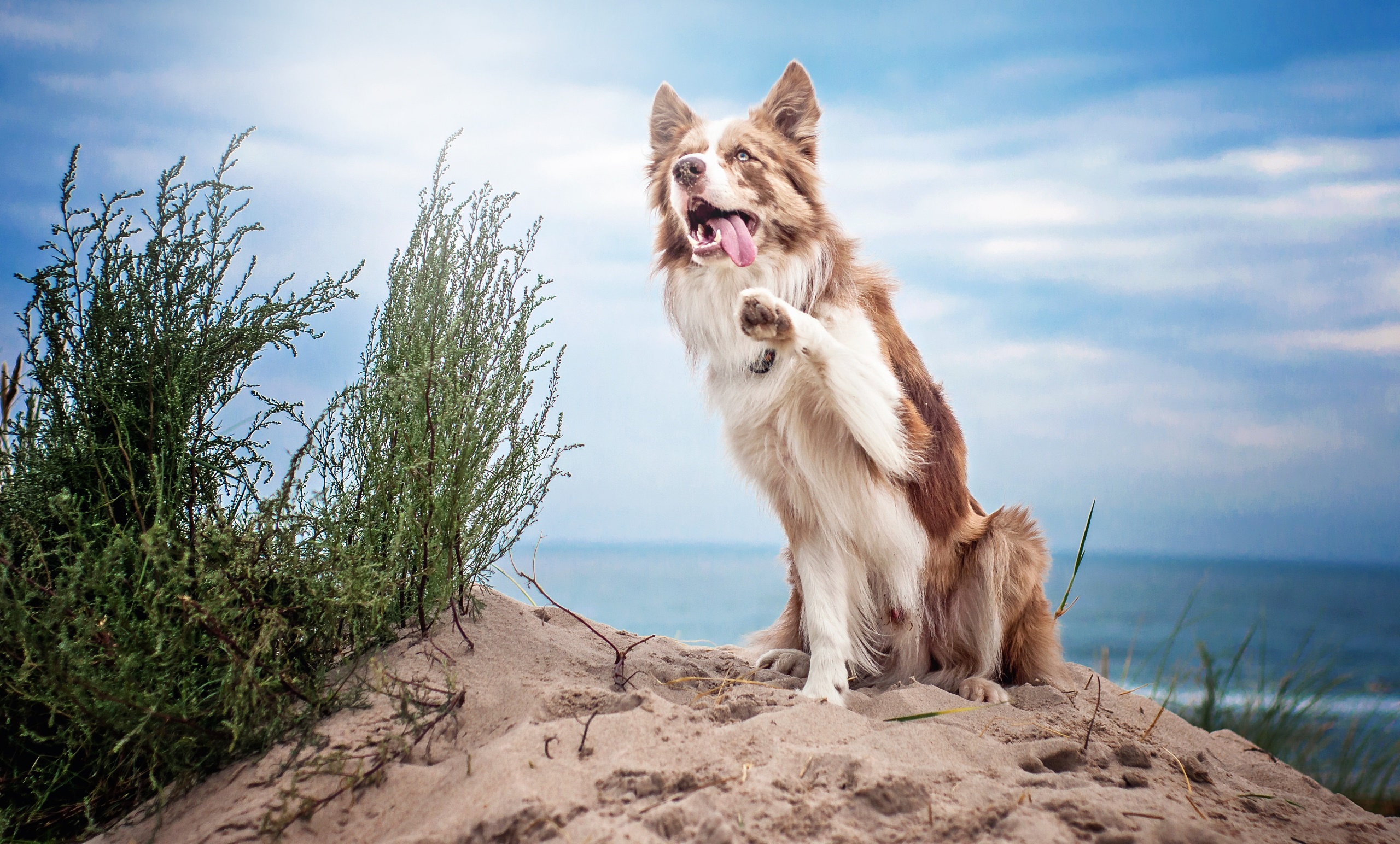 animals, Dog, Collie Wallpaper