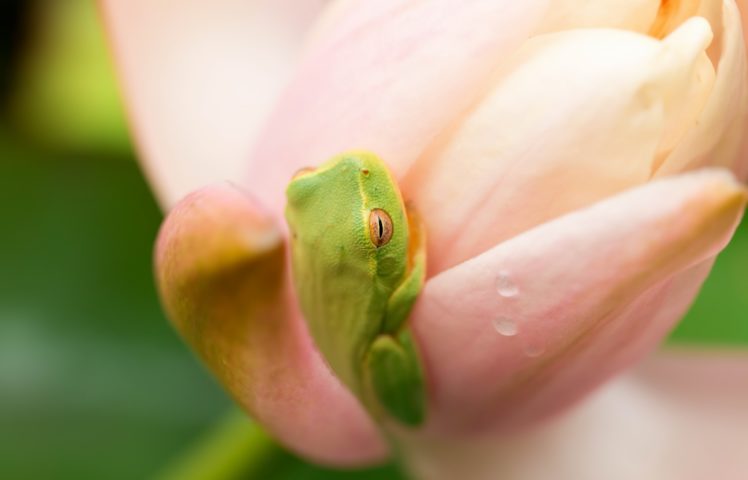 nature, Frog, Amphibian, Plants, Macro, Animals HD Wallpaper Desktop Background