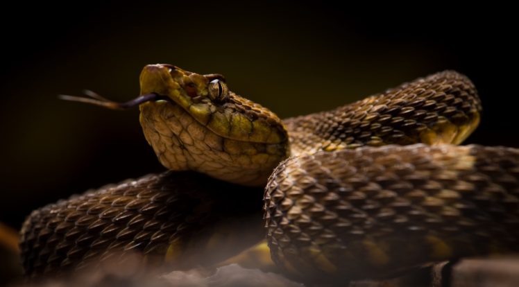 reptiles, Dark, Snake, Animals HD Wallpaper Desktop Background