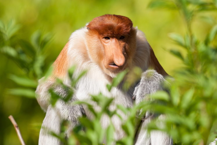 apes, Nature, Animals HD Wallpaper Desktop Background