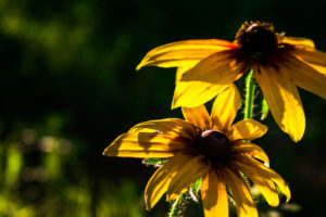 flowers, Yellow flower, Nature, Bokeh, Garden