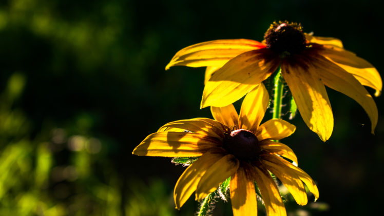 flowers, Yellow flower, Nature, Bokeh, Garden HD Wallpaper Desktop Background