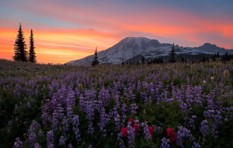 sunlight, Nature, Sky, Purple flowers, Mountains HD Wallpaper Desktop Background