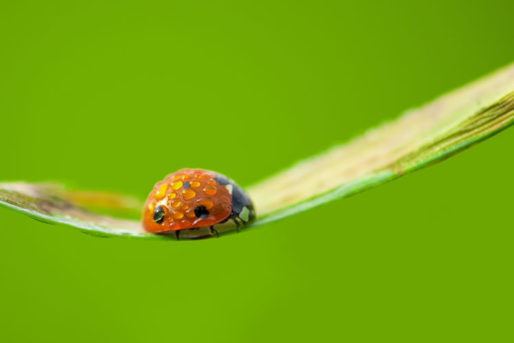 green, Macro, Water drops, Insect, Ladybugs, Animals HD Wallpaper Desktop Background