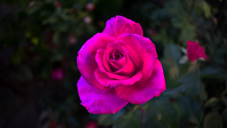 rose, Pink roses, Pink flowers, Flowers, Plants, Closeup, Garden HD Wallpaper Desktop Background