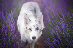 purple, Plants, Flowers, Dog, Animals