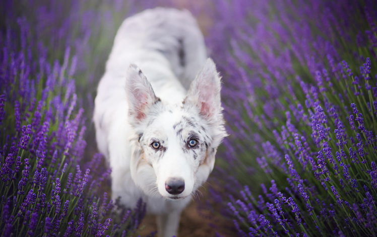 purple, Plants, Flowers, Dog, Animals HD Wallpaper Desktop Background