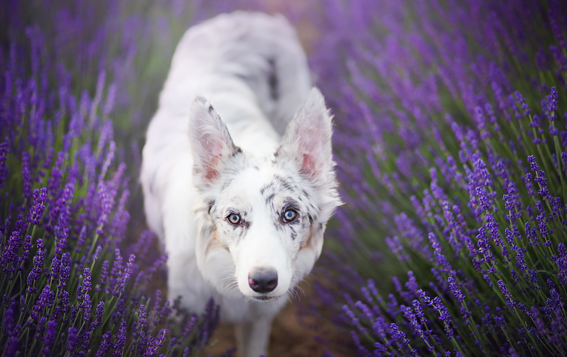 purple, Plants, Flowers, Dog, Animals Wallpaper