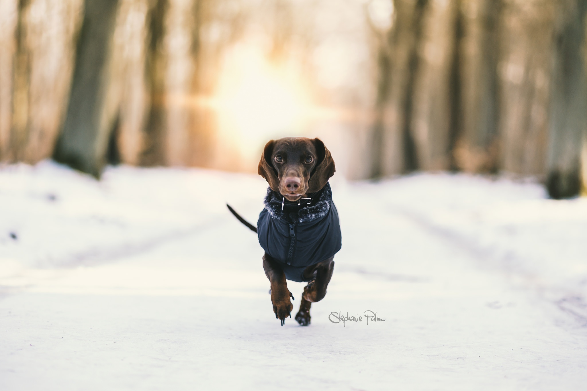 snow, Nature, Winter, Dog, Animals Wallpaper