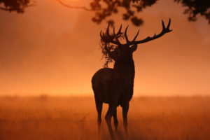 sunlight, Deer, Nature, Animals