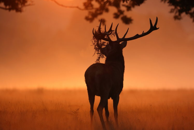 sunlight, Deer, Nature, Animals HD Wallpaper Desktop Background
