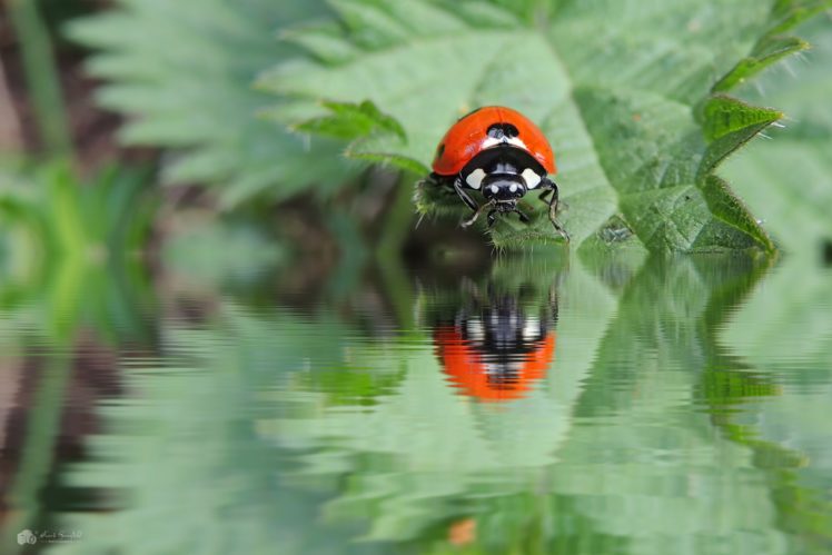 ladybugs, Green, Animals, Insect, Reflection, Water HD Wallpaper Desktop Background