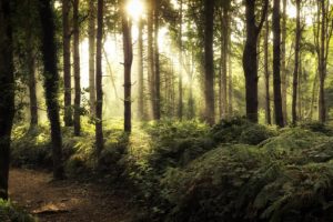 nature, Forest, Sunlight, Trees