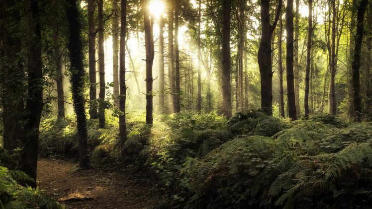 nature, Forest, Sunlight, Trees HD Wallpaper Desktop Background