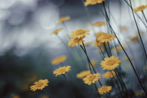 flowers, Yellow flower, Macro