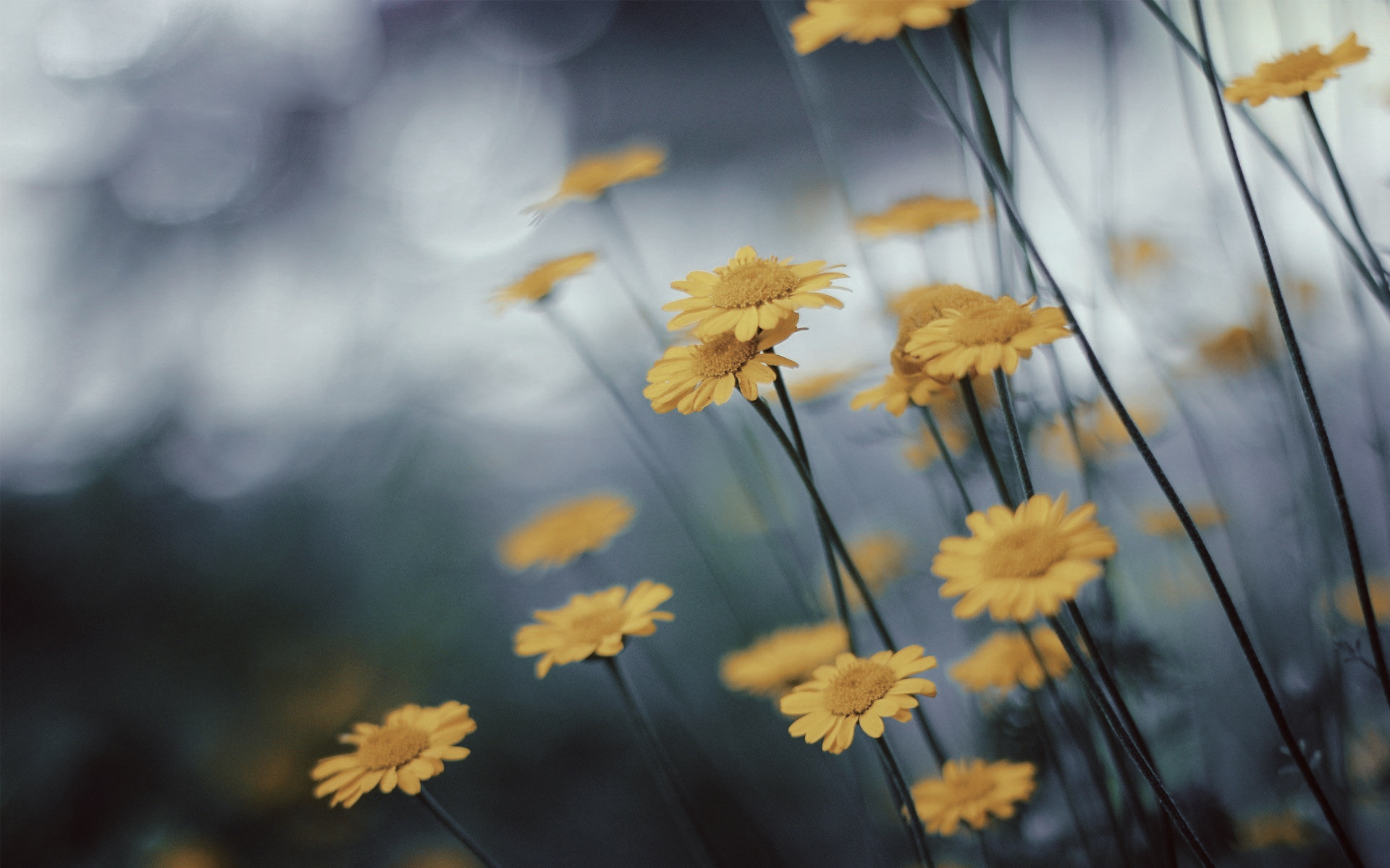 flowers, Yellow flower, Macro Wallpaper