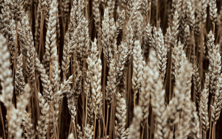 wheat, Macro, Nature HD Wallpaper Desktop Background