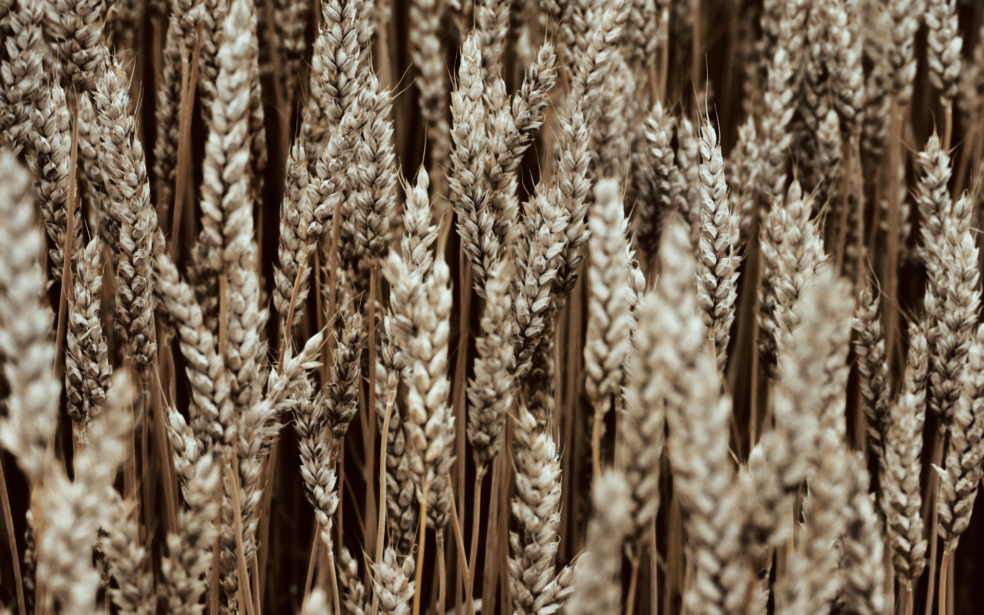 wheat, Macro, Nature Wallpaper