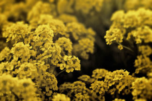 yellow flower, Macro, Nature