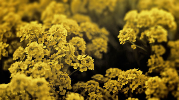 yellow flower, Macro, Nature HD Wallpaper Desktop Background